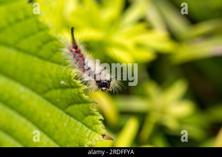 Fermer, macro photo d'une chenille de papillon de vaporeuse sauvage (Orgyia antiqua) isolée à l'extérieur dans un jardin sur une feuille verte. Banque D'Images