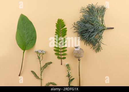 Composition pour herbier. Feuilles fraîches, brindilles et fleurs disposées sur un fond beige. Design minimaliste pour une utilisation dans les motifs floraux, composi Banque D'Images