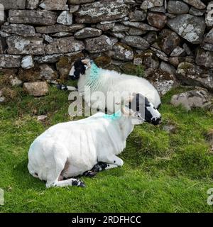 Une brebis Shorn Rough Fell avec son agneau à côté d'un mur de pierres sèches sur Askham Fell, Lake District National Park, Cumbria, Royaume-Uni Banque D'Images