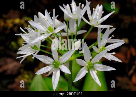 Ramson (Allium ursinum) gros plan Banque D'Images