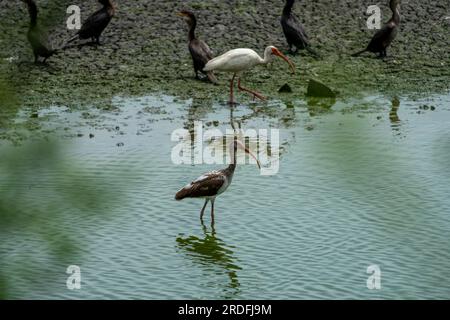 Un Ibis blanc juvénile, Eudocimus albus, pataugeait dans le Crooked Tree Wildlife Sanctuary au Belize. Derrière se trouve un ibis blanc adulte. Banque D'Images