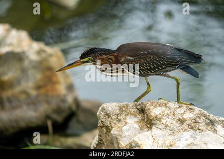 Un héron vert immature, Butorides virescens, chasse des poissons dans le Crooked Tree Wildlife Sanctuary au Belize. Banque D'Images