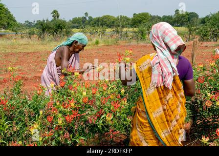 Un ouvrier agricole qualifié fait la pollinisation manuelle dans (Gloriosa superba Linn) Malabar Glory Lily flamme Lily, Lys grimpant, Tamil Nadu, Inde du Sud Banque D'Images