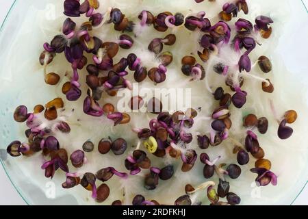 Vue de dessus des graines de radis germées. Cultiver des microgreens dans un récipient en plastique sur une serviette. Graines de radis pour microgreens. Germination des graines végétales. Banque D'Images