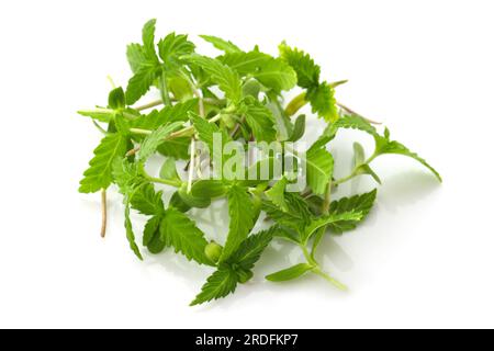 Pousses vertes de cannabis sur fond blanc. Culture de microgreens de chanvre. Cannabis médical graines et plants de cannabis Banque D'Images