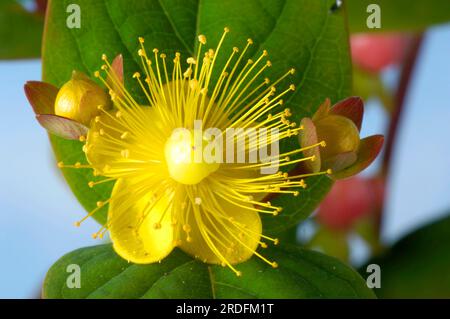 St. Millepertuis 'Magic White' (Hypericum x inodorum) Banque D'Images