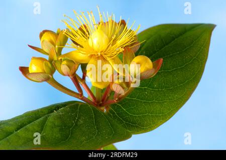 St. Millepertuis 'Magic White' (Hypericum x inodorum) Banque D'Images