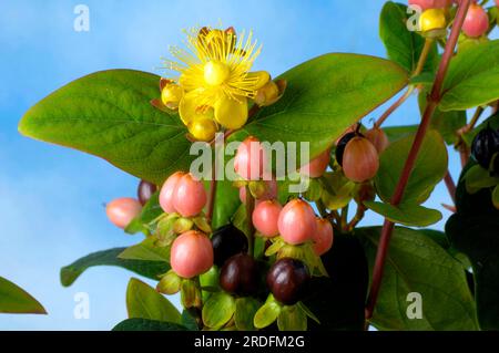 St. Millepertuis 'Magic White' (Hypericum x inodorum) Banque D'Images