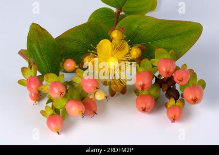 St. Millepertuis 'Magic White' (Hypericum x inodorum) Banque D'Images