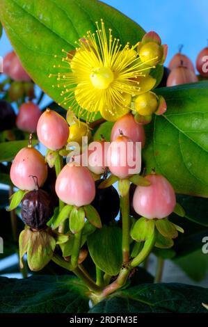 St. Millepertuis 'Magic White' (Hypericum x inodorum) Banque D'Images