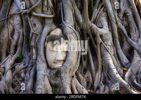 Célèbre tête de Bouddha emmêlée dans les racines de ficus à Ayutthaya, Thaïlande Banque D'Images