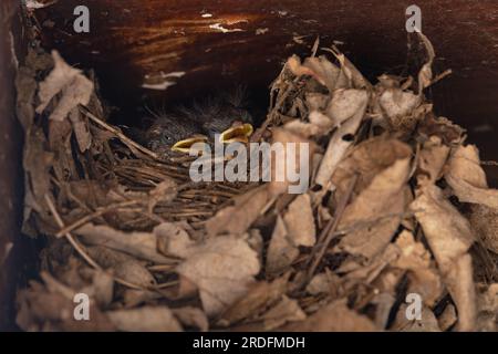 Wren (Troglodytes troglodytes) bébés dans le nid Norfolk juillet 2023 Banque D'Images