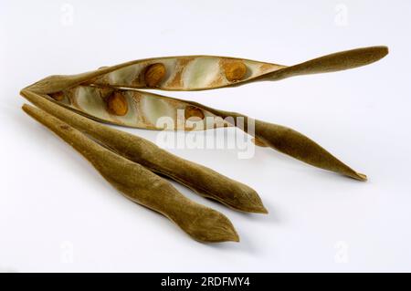 Wisteria chinoise (Wisteria sinensis), Seed (Wisteria chinensis), Pod Banque D'Images