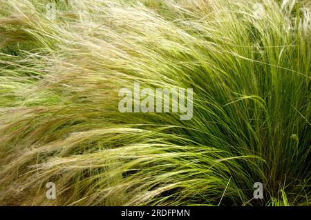 Herbe à plumes mexicaine (Nassella tenuissima), herbe maidenhair Banque D'Images