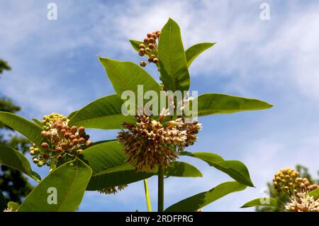 Plante en soie (Asclepias incarnata) Banque D'Images