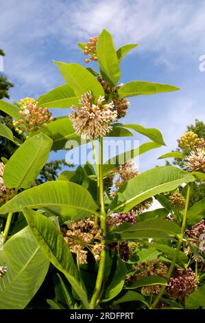 Plante en soie (Asclepias incarnata) Banque D'Images