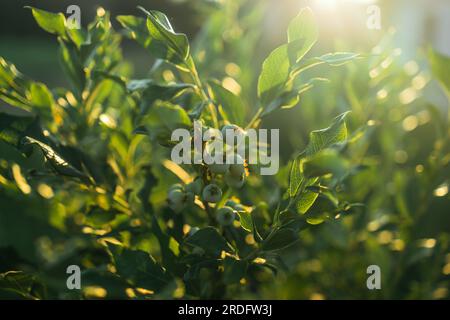 Gros plan de la branche pleine de bleuets bio et biologique dans la ferme Banque D'Images