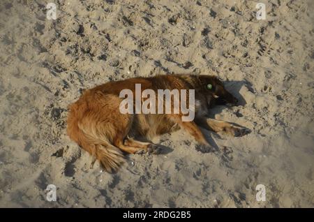 Un mignon chien errant dormant sur la plage. Istanbul Turquie. Banque D'Images