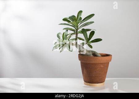 Adenium Bonsai est dans un pot en argile sur une table en bois blanc. Banque D'Images