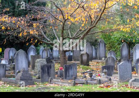 New Southgate, Londres, Royaume-Uni - 14 novembre 2013 : un arbre avec des feuilles brunes d'automne entouré de tombes dans le cimetière de New Southgate. Banque D'Images