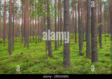 Pins écossais. Sol forestier recouvert d'arbustes de myrtilles. Concentrez-vous sur les troncs d'arbres au premier plan. Banque D'Images