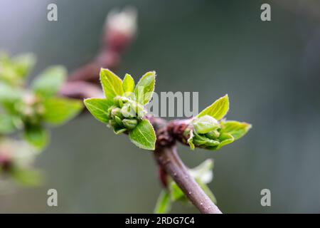 Bourgeons d'arbre au printemps. Jeunes bourgeons de grande taille sur les branches sur un arrière-plan flou sous le soleil éclatant. Magnifique printemps frais fond naturel. Ensoleillé da Banque D'Images