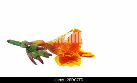 Canna jaune roi humbert fleur fleur fleur fleur fleur fleur Bloom isolé sur fond blanc pour la publicité de conception ou photo stock, plante d'été , canna lis Banque D'Images