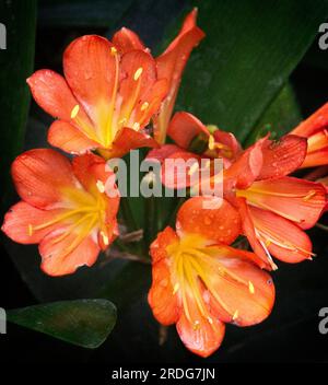 bush Lily Calgary Zoo Alberta Banque D'Images