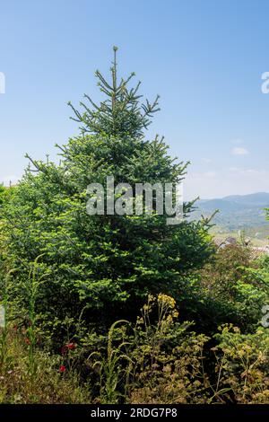 Sapin espagnol ou Pinsapos (abies pinsapo) - Zahara de la Sierra, Andalousie, Espagne Banque D'Images