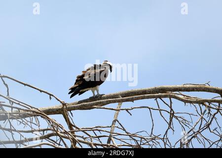 Osprey, Pandion haliatus, se trouve sur une grande branche, la rivière Tarcoles au Costa Rica Banque D'Images
