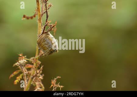 Mantis ootheca attaché à la plante, forme d'oeuf d'insectes. Banque D'Images