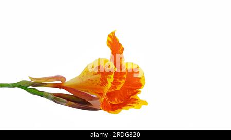 Canna jaune roi humbert fleur fleur fleur fleur fleur fleur Bloom isolé sur fond blanc pour la publicité de conception ou photo stock, plante d'été , canna lis Banque D'Images