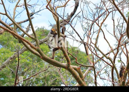 Singe araignée sautant sur les branches, Costa Rica Banque D'Images