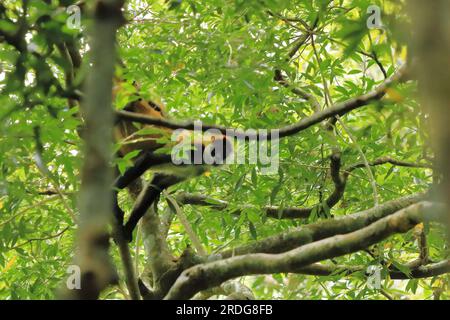 Singe araignée sautant sur les branches, Costa Rica Banque D'Images