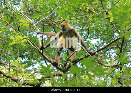 Singe araignée sautant sur les branches, Costa Rica Banque D'Images