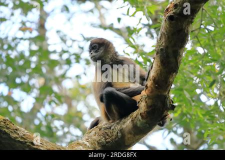 Singe araignée sautant sur les branches, Costa Rica Banque D'Images