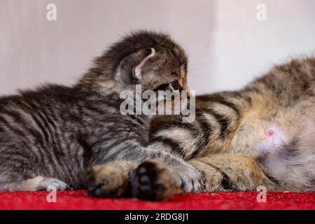 Petits chatons, moins d'un mois.. Banque D'Images