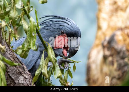 Un Palm Cockatoo - Probosciger aterrimus, assis sur un arbre Banque D'Images