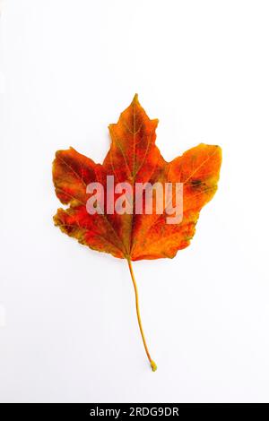 Feuille d'automne sur fond blanc Banque D'Images