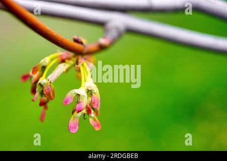 Gros plan d'un Silver Maple ou Acer saccharinum au printemps Banque D'Images