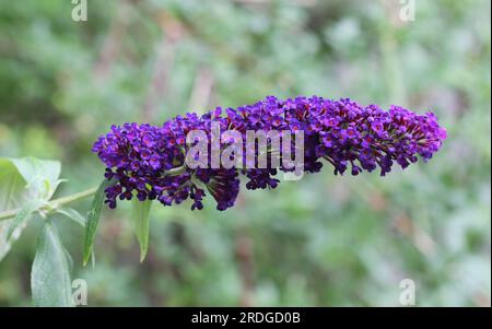Buddleja davidii 'Black Knight' fleurit en juillet Banque D'Images