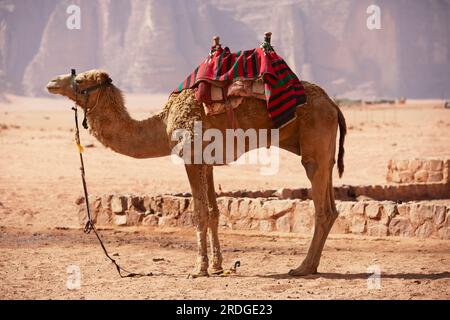 Chameau sellé debout, montagne en arrière-plan, Wadi Rum, Aquaba, Jordanie Banque D'Images