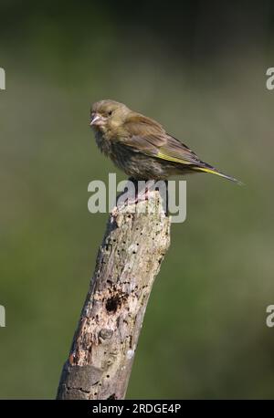 Verger européen (Carduelis chloris) juvénile perché sur le vieux poteau Eccles-on-Sea, Norfolk, Royaume-Uni. Juin Banque D'Images