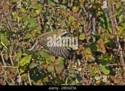 European Greenfinch (Carduelis chloris) femelle en vol Eccles-on-Sea, Norfolk, Royaume-Uni. Novembre Banque D'Images