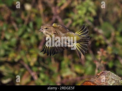 European Greenfinch (Carduelis chloris) femelle adulte en vol Eccles-on-Sea, Norfolk, Royaume-Uni. Novembre Banque D'Images