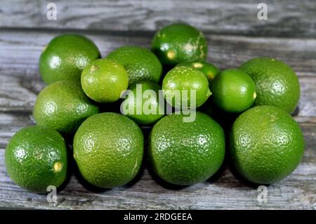 Pile de citrons verts frais, le citron (Citrus limon) est une espèce de petits arbres à feuilles persistantes de la famille des plantes à fleurs Rutaceae, originaire d'Asie, utilisation Banque D'Images