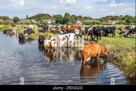 Nager des vaches, se rafraîchir et boire dans la rivière, se baigner un après-midi d'été Banque D'Images