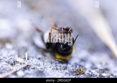 Un portrait rapproché d'un bourdon mort, d'une abeille bourdon ou d'un chien-abeille ou d'une humblebee couché sur son dos sur le sol. L'insecte est très utile pour l'humandkind A. Banque D'Images