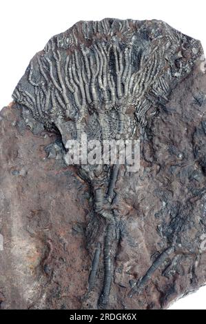 Scyphocrinites elegans est un crinoïde fossile qui vit dans le silurien. Cet échantillon provient de Djebel Issoumour, Alnif, Maroc. Banque D'Images