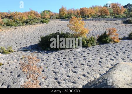 Ichnofossiles ou traces de traces de rayons qui nourrissent des marques. Cette photo a été prise à la Posa, Conca Della, Lleida, Catalogne, Espagne. Banque D'Images